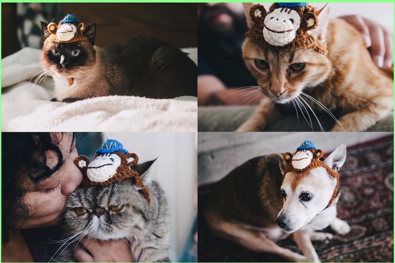 Cats and a dog wearing Mailchimp's hand-knit hats
