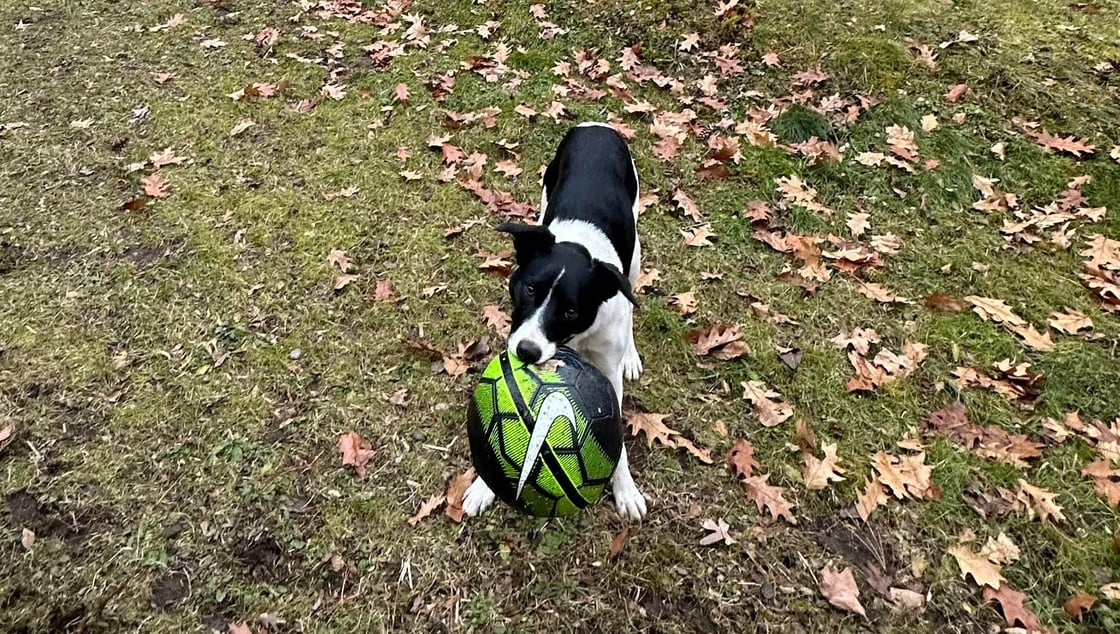Zula with her ball-1