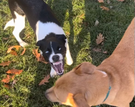 bite off your face