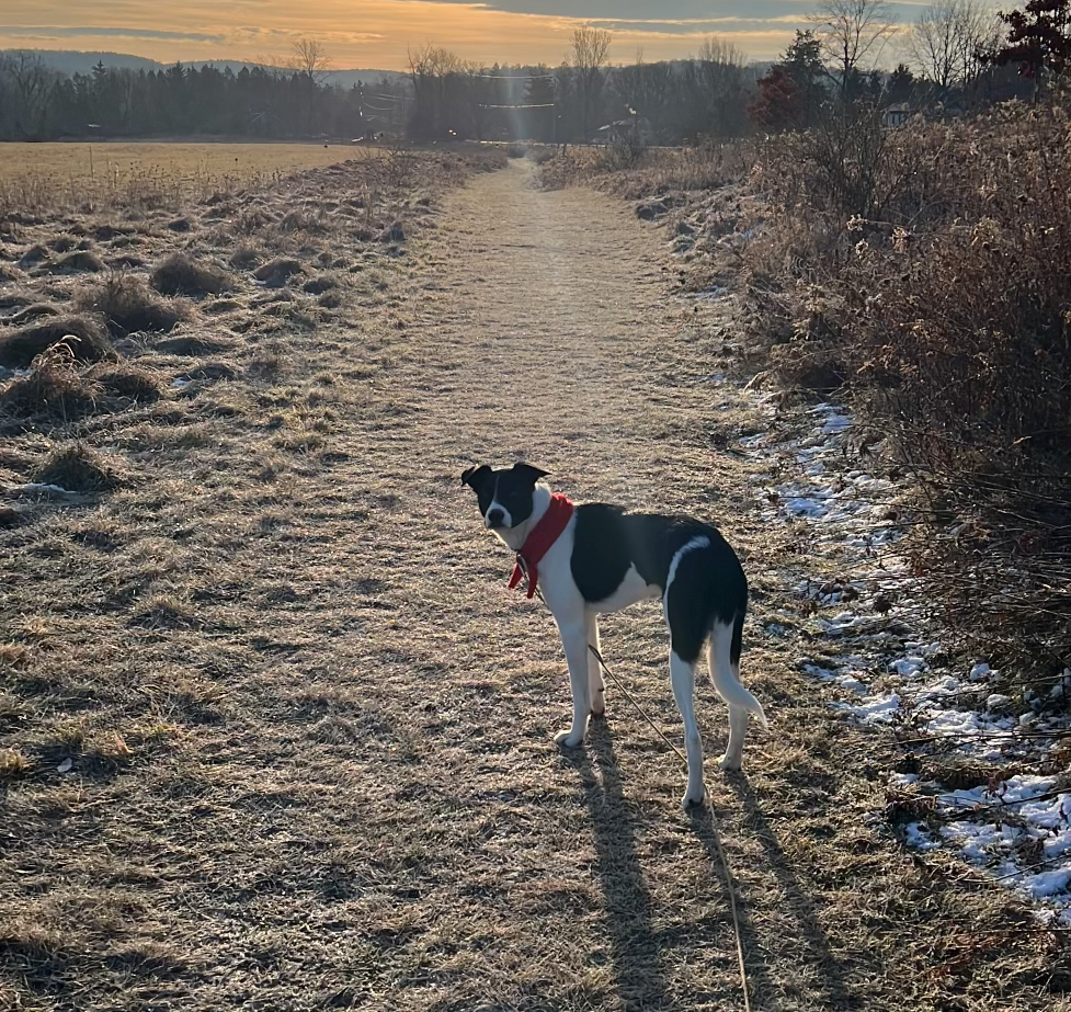 wintery walks